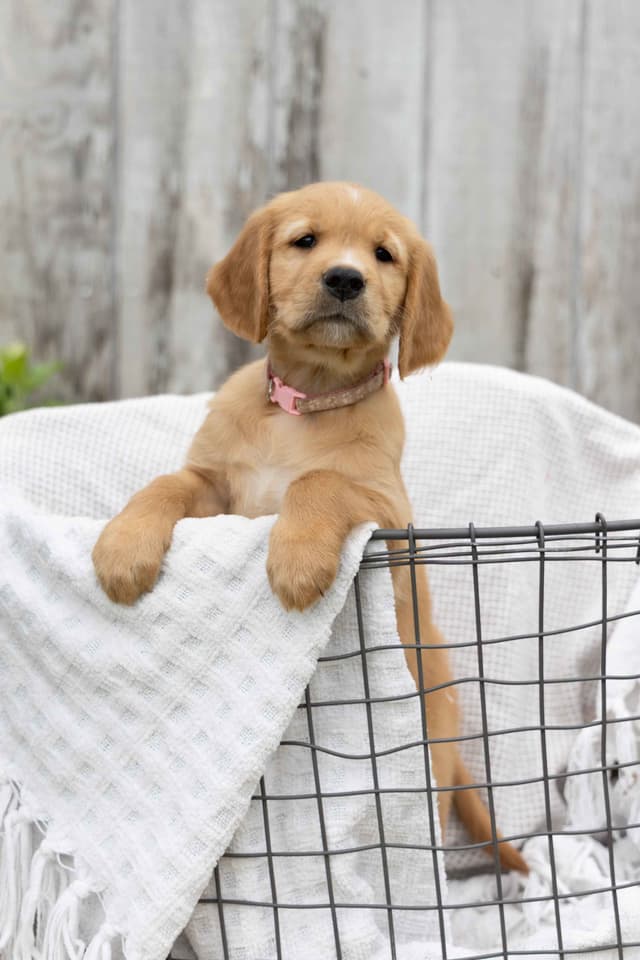 Golden Retriever Puppies media 10