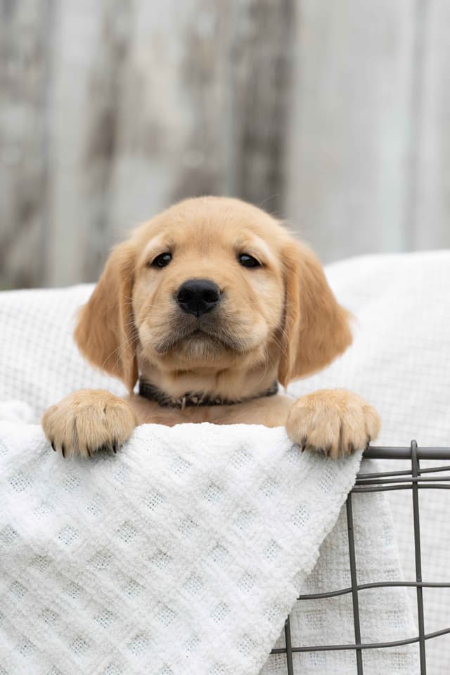 Golden Retriever Puppies media 11