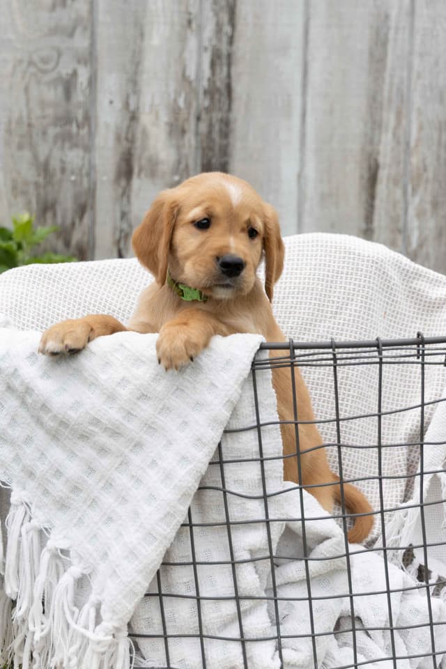 Golden Retriever Puppies media 14
