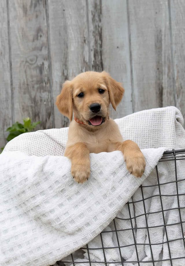 Golden Retriever Puppies media 13