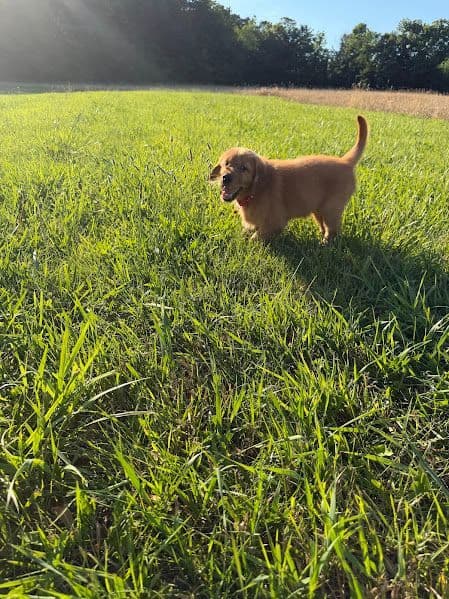 AKC Golden Retriever Puppies media 2