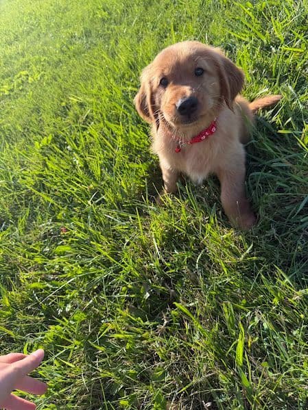 AKC Golden Retriever Puppies media 3