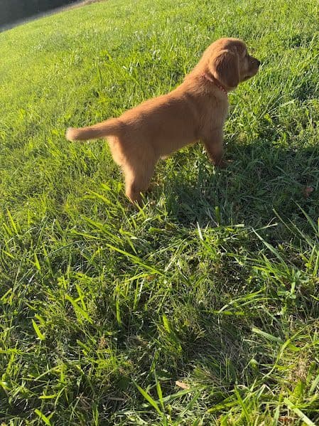 AKC Golden Retriever Puppies media 4