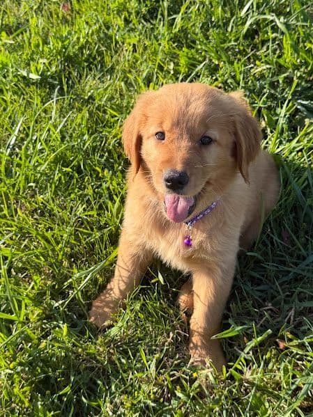 AKC Golden Retriever Puppies media 5