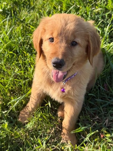 AKC Golden Retriever Puppies media 6
