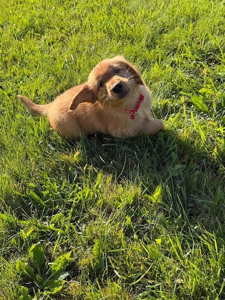 AKC Golden Retriever Puppies media 7