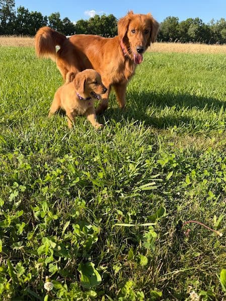 AKC Golden Retriever Puppies media 8