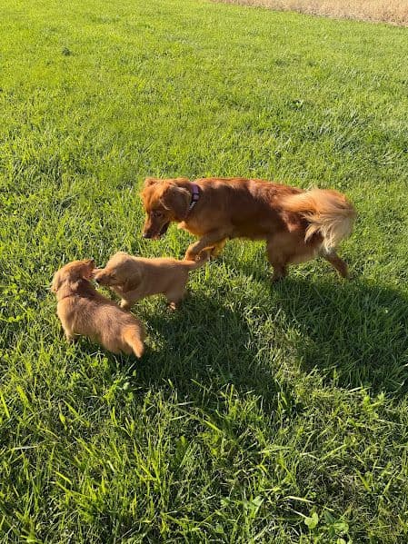 AKC Golden Retriever Puppies media 9