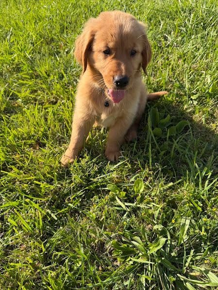 AKC Golden Retriever Puppies media 11