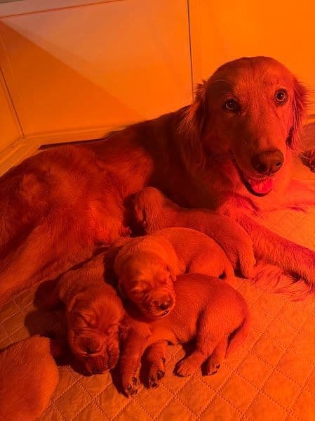 AKC Golden Retriever Puppies breeder image 1