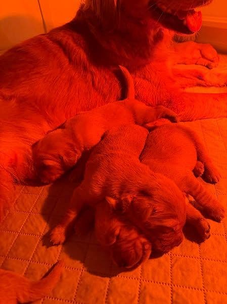 AKC Golden Retriever Puppies breeder image 2