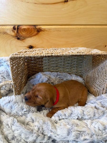AKC Golden Retriever Puppies breeder image 4