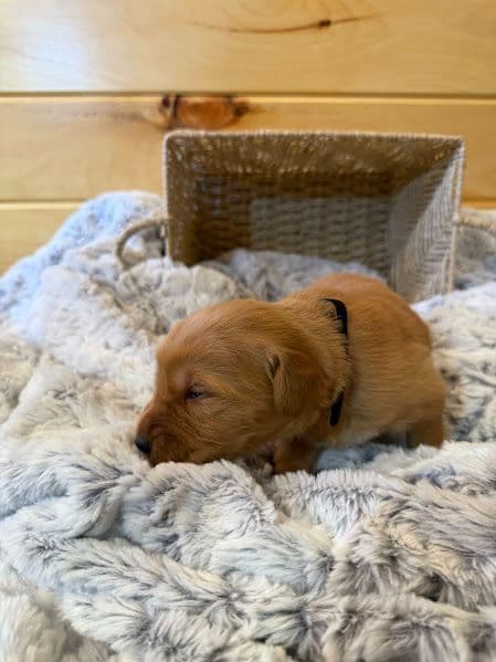AKC Golden Retriever Puppies breeder image 5