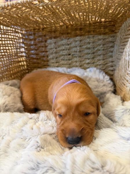 AKC Golden Retriever Puppies breeder image 6