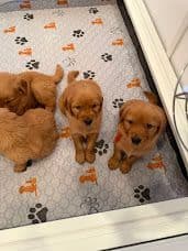 AKC Golden Retriever Puppies breeder image 7