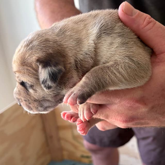 AKC Great Dane Puppies –  Texas Gentle Giants media 2
