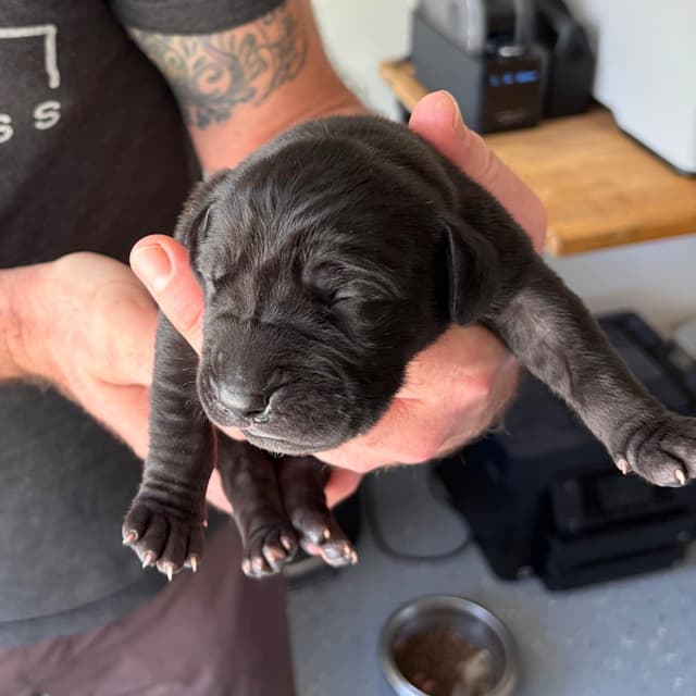 AKC Great Dane Puppies –  Texas Gentle Giants media 3