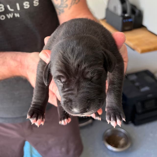 AKC Great Dane Puppies –  Texas Gentle Giants media 10