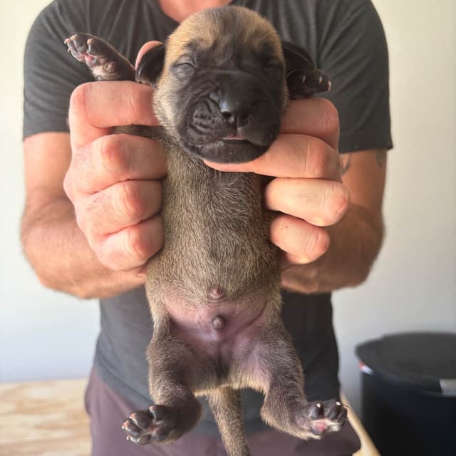 AKC Great Dane Puppies –  Texas Gentle Giants media 8