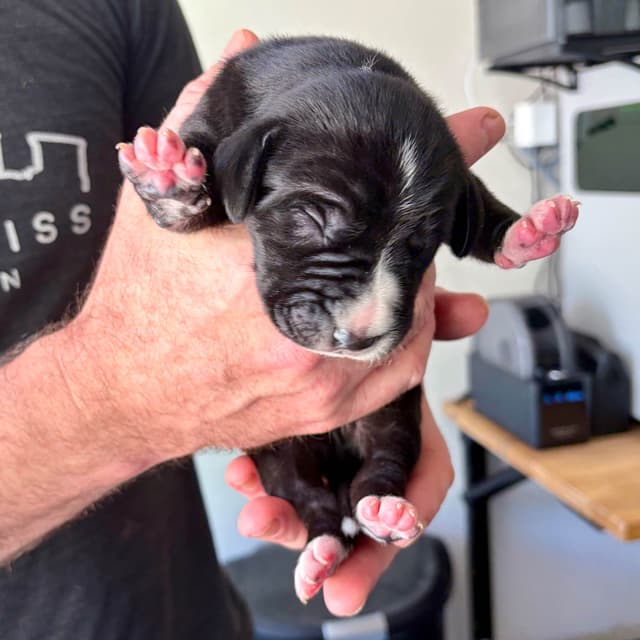 AKC Great Dane Puppies –  Texas Gentle Giants media 4