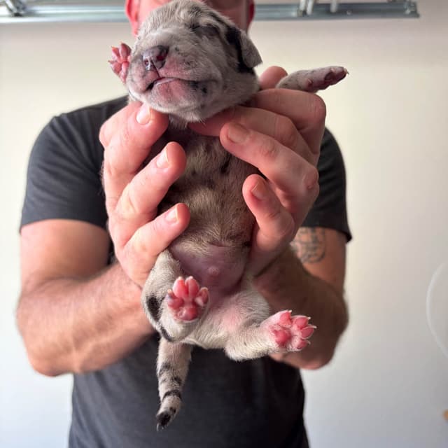 AKC Great Dane Puppies –  Texas Gentle Giants media 5