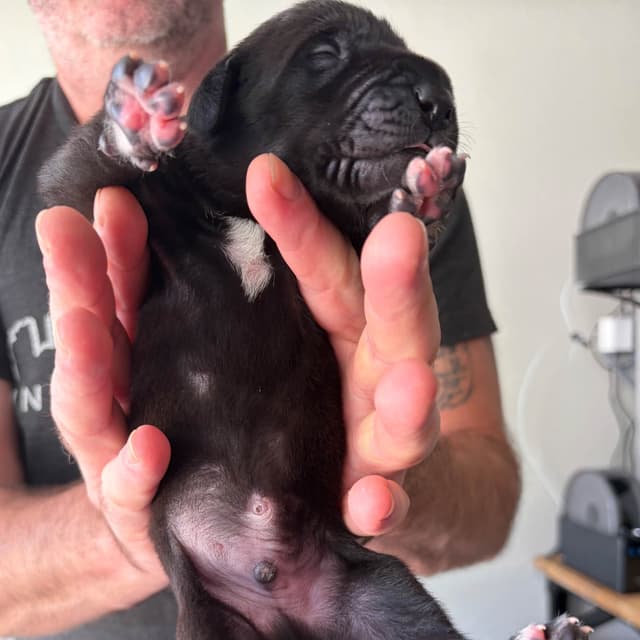 AKC Great Dane Puppies –  Texas Gentle Giants media 6