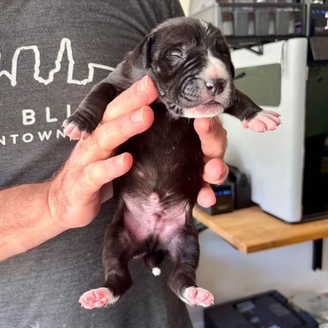 AKC Great Dane Puppies –  Texas Gentle Giants media 12
