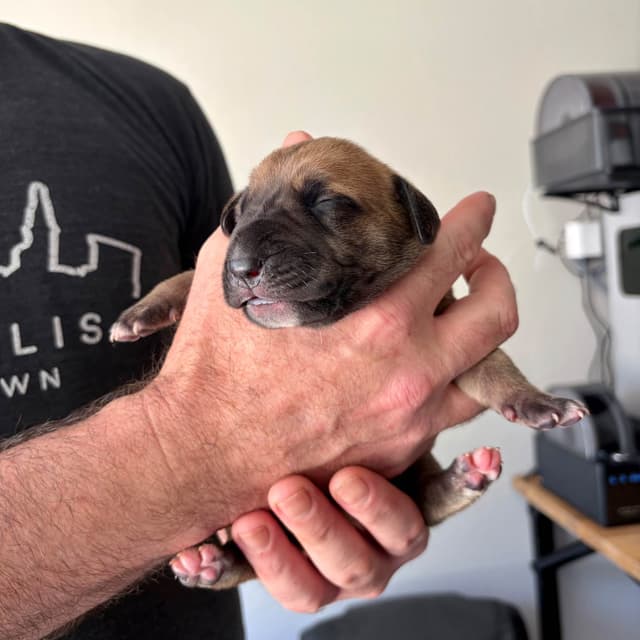 AKC Great Dane Puppies –  Texas Gentle Giants media 9