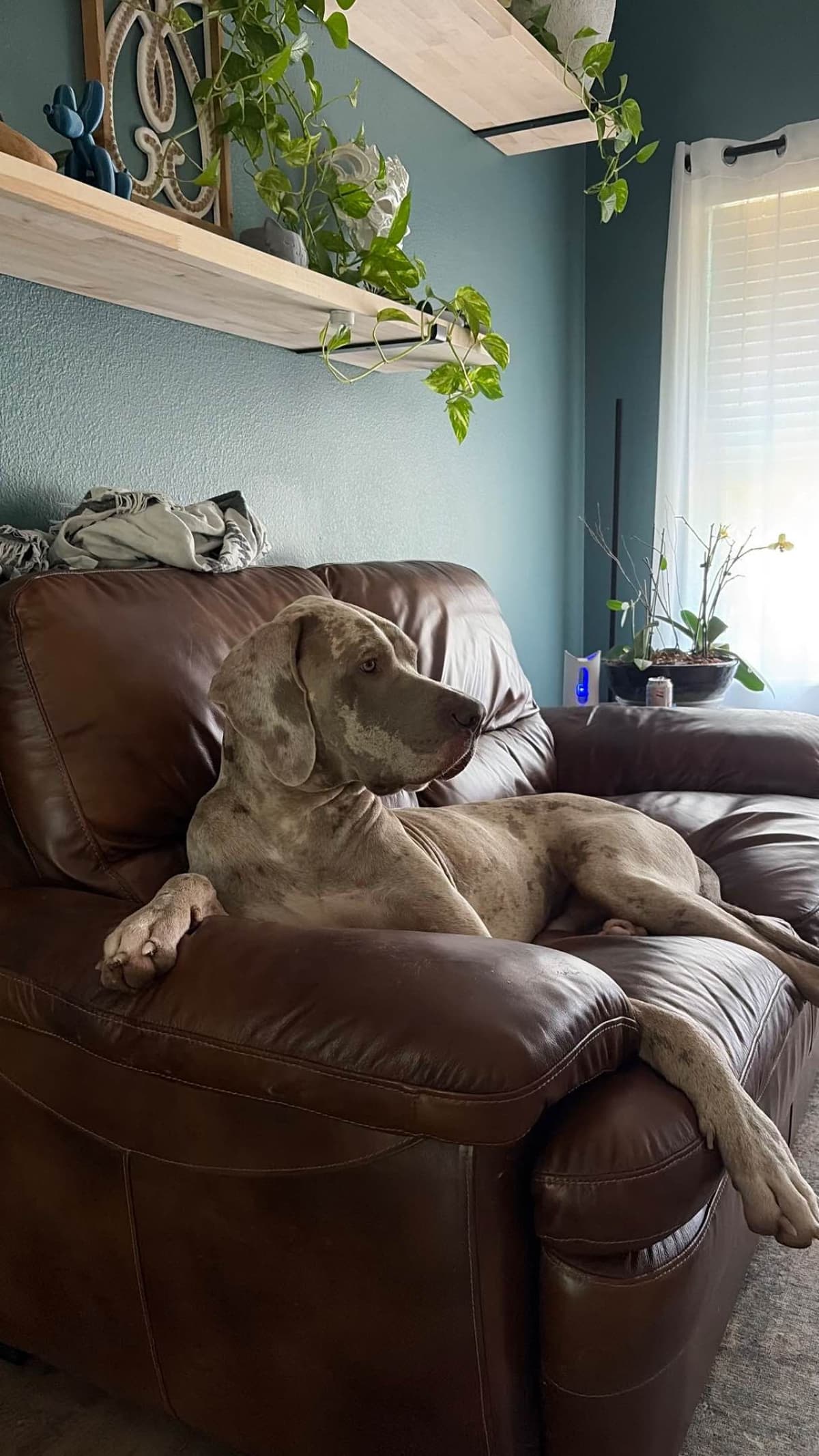 AKC Great Dane Puppies – Texas Gentle Giants breeder image 1