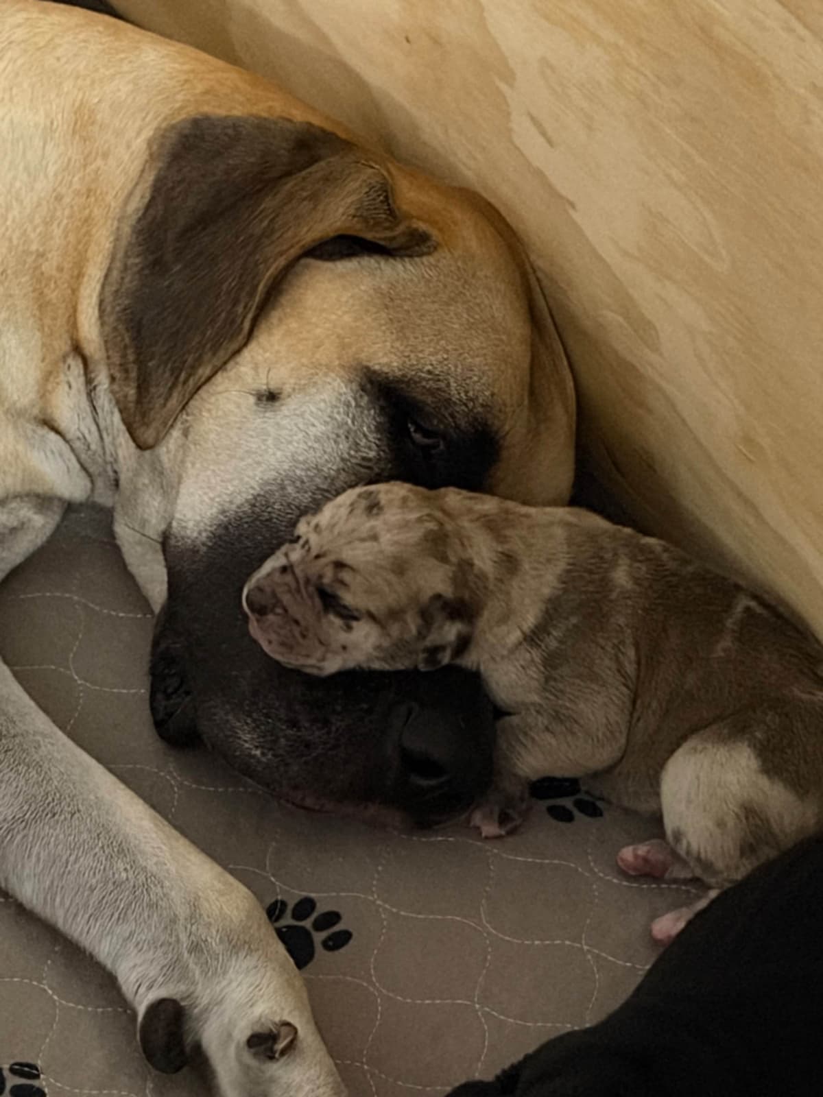 AKC Great Dane Puppies – Texas Gentle Giants breeder image 3