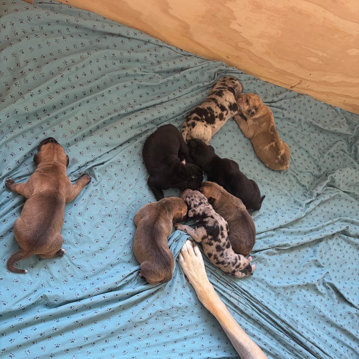 AKC Great Dane Puppies – Texas Gentle Giants breeder image 4