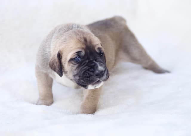 AKC Great Dane Puppies –  Texas Gentle Giants media 13