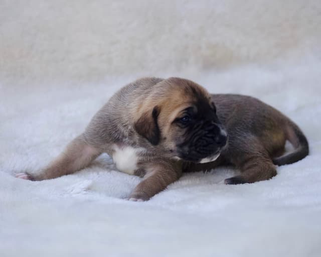 AKC Great Dane Puppies –  Texas Gentle Giants media 14