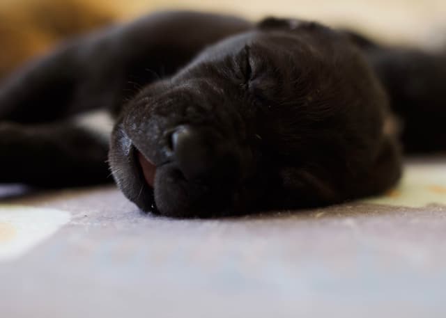 AKC Great Dane Puppies –  Texas Gentle Giants media 15