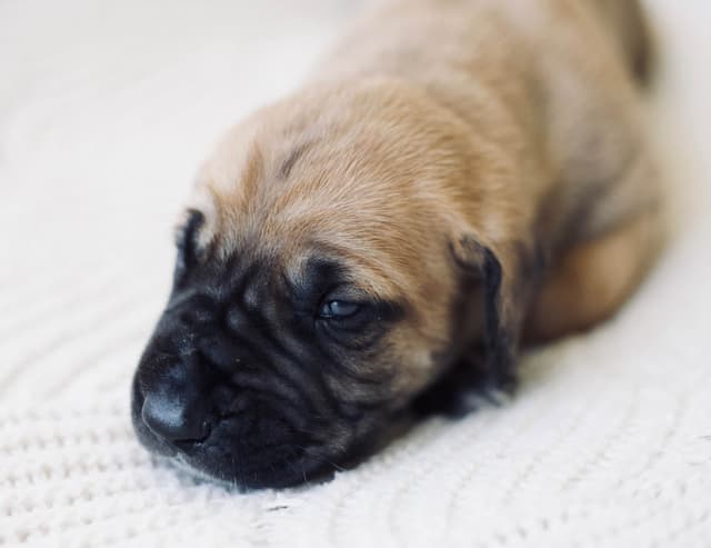 AKC Great Dane Puppies –  Texas Gentle Giants media 19