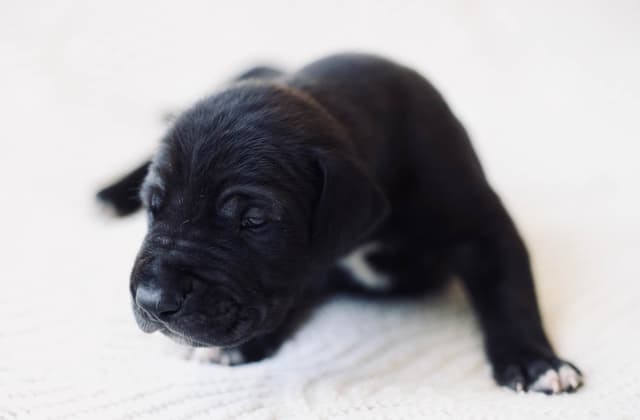AKC Great Dane Puppies –  Texas Gentle Giants media 17