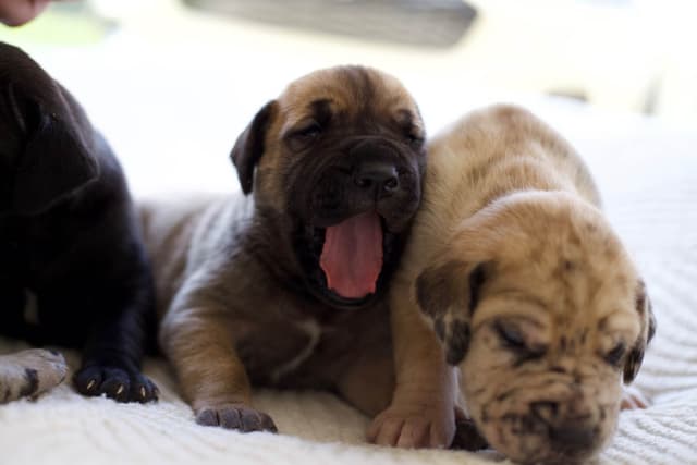 AKC Great Dane Puppies –  Texas Gentle Giants media 18