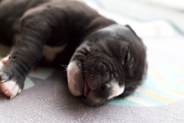 AKC Great Dane Puppies –  Texas Gentle Giants media 20