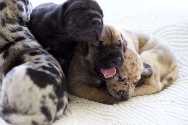 AKC Great Dane Puppies –  Texas Gentle Giants media 21