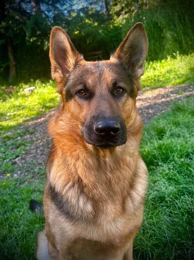 German Shepherd Dog Puppies Stock and Long coat media 2