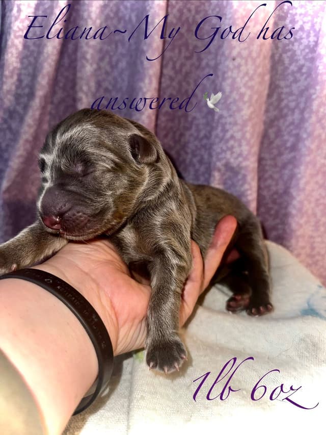 German Shepherd Dog Puppies Stock and Long coat media 3