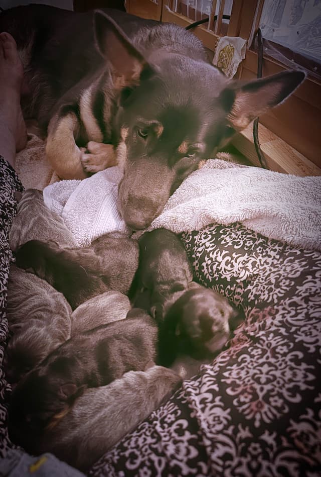 German Shepherd Dog Puppies Stock and Long coat media 4