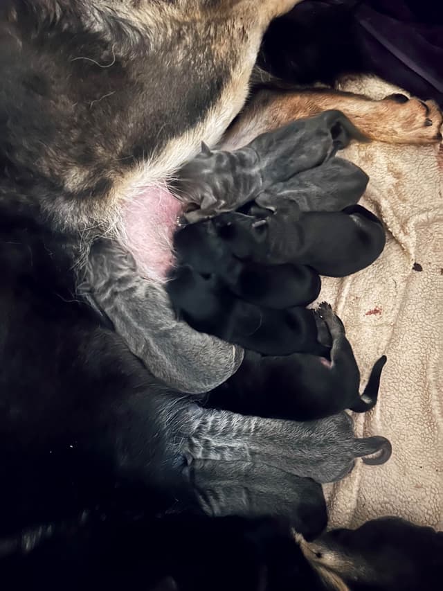 German Shepherd Dog Puppies Stock and Long coat media 5