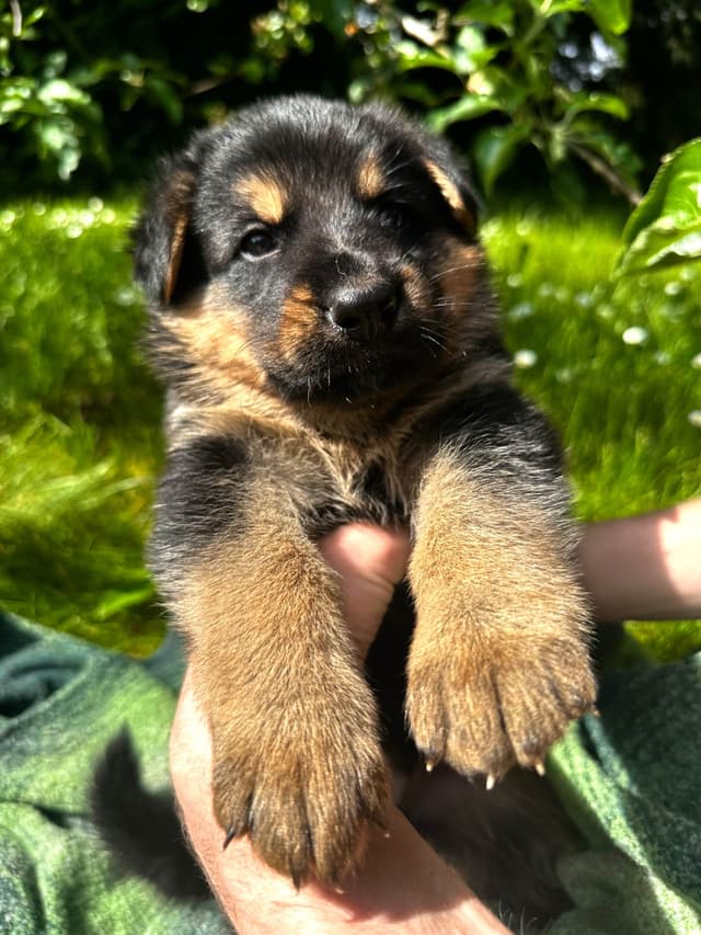 German Shepherd Dog Puppies Stock and Long coat media 6