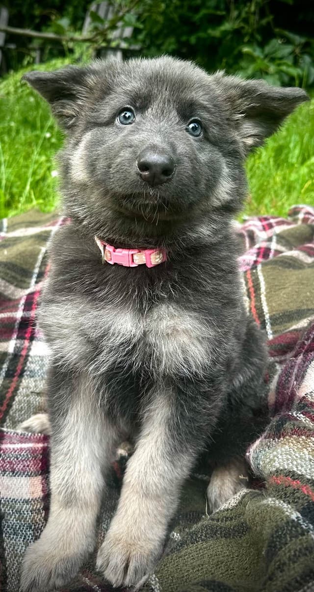 German Shepherd Dog Puppies Stock and Long coat media 7