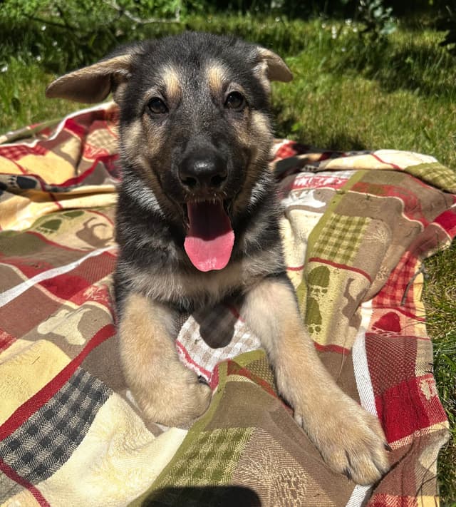 German Shepherd Dog Puppies Stock and Long coat media 10