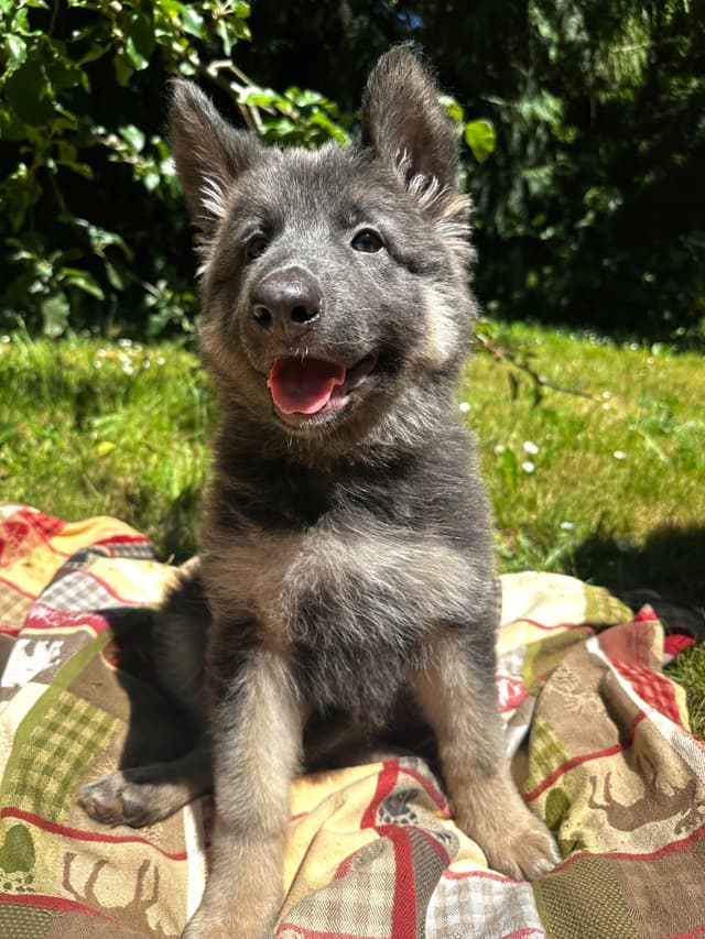 German Shepherd Dog Puppies Stock and Long coat media 11