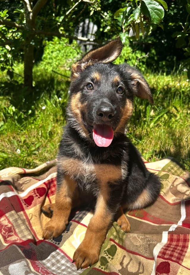 German Shepherd Dog Puppies Stock and Long coat media 12