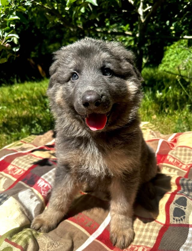 German Shepherd Dog Puppies Stock and Long coat media 13