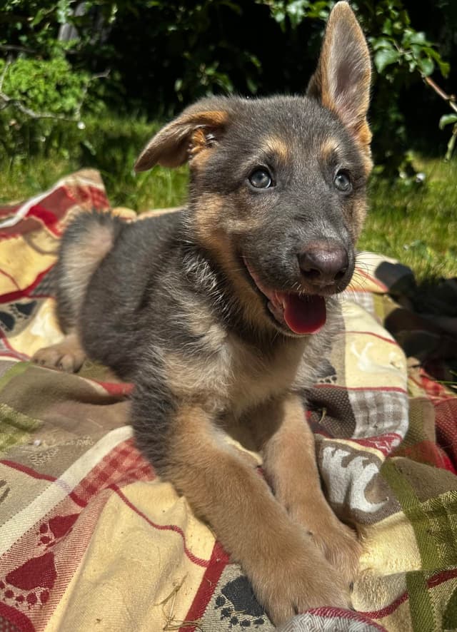 German Shepherd Dog Puppies Stock and Long coat media 15